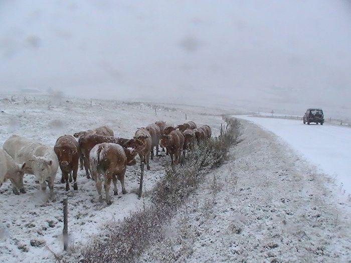 11 (encore!) octobre, et voilà déjà la neige sur le plateau qui surprend autant les vaches que les habitants. D'accord, c'est à 1400m d'altitude, mais quand même, avec mes taches solaires j'aurais mieux aimé me tromper, l'hiver s'annonce comme le précédent. Depuis l'hiver 2007/2008, il fait plus froid que les 11 (encore!) années avant 2007. Et, ironie du sort, le GIEC qui vient de publier son 5ème rapport: ça se réchauffe, circulez, pas de neige à voir!