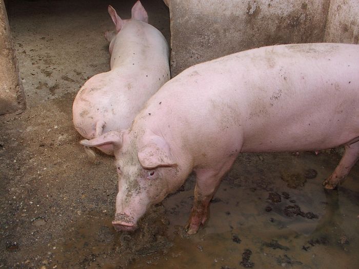 J'ai enfin pu prendre une vraie photo des 2 petits cochons du dessin de Jean-Pierre Petit (sur page 