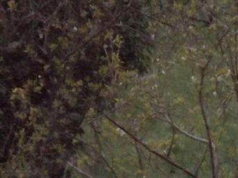 Pour quelques heures, le tas de bois noirci par les centrales au charbon allemandes plus un peu de diesels puants (voir photo plus haut) a retrouvé sa blancheur grâce à une très fine couche de neige qu'on voit aussi sur le trampoline.