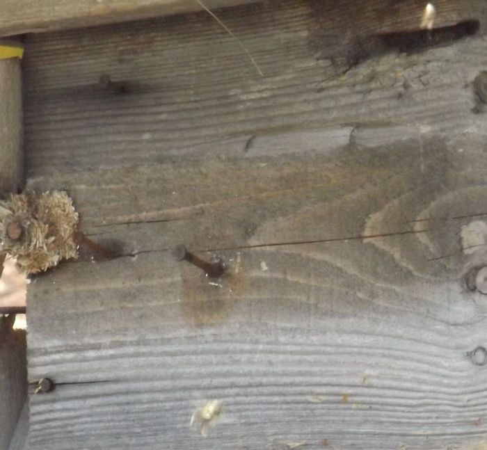 Quand je récolte du miel dans cette ruche, j'offre aux abeilles en échange un abri plus confortable que nature, et plus solide, la preuve, c'est que la fouine a abandonné son projet de creuser la ruche pour se gaver de miel. Il y a donc échange de services et non prédation.
 La fouine qui a abîmé ma ruche ne sait ni DONNER ni RECEVOIR, mais seulement PRENDRE, normal, c'est un animal. Problème, des humains considérés comme équilibrés et charismatiques se comportent exactement de la même façon. Le clivage entre personnalité et évolution apparaît donc clairement, le 