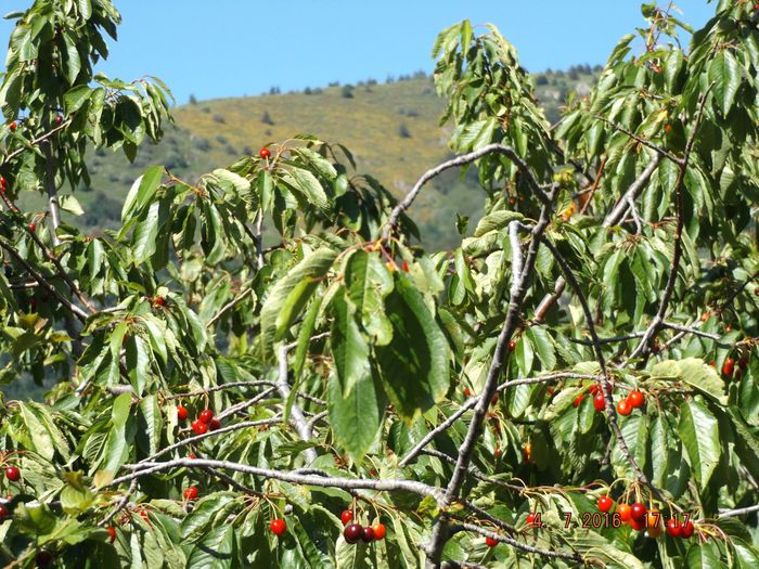 La preuve absolue pour un lieu donné reste les dates de floraisons et fructifications. Si les cerises de cette variété commencent à être mûres le 4 juillet 2016 comme lors de la période des printemps frais qu'il y a eu il y a une quarantaine d'années, c'est que la température moyenne est la même dans les 2 cas. Lors des années chaudes comme 2011 ou 1998, ces cerises étaient mûres plus d'un mois plus tôt. Double preuve, on voit en arrière-plan la fin des genêts en fleurs, une rareté un 4 Juillet, d'habitude c'est de fin mai au solstice d'été.  