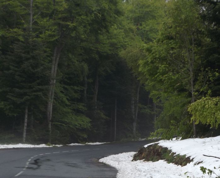 4 jours après, il reste de nombreuses branches d'arbres qui avaient déjà leurs feuilles, cassées par le poids de la neige. Les feuillus ne sont pas adaptés à supporter autant de neige retenue par les feuilles que lorsqu'ils sont sans feuilles. La nature serait qu'il ne neige plus ou très peu une fois que les feuilles sont épanouies. Quelques années comme ça, et le temps de végétation va se raccourcir, en,trainant une descente de la limite en altitude pour une espèce donnée.