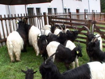 Bien que ce ne soient pas des moutons jaunes, ces chèvres taoistes noires et blanches 50/50 illustrent bien la division pour mieux régner entre 