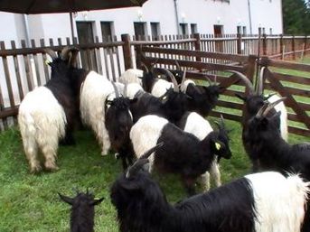 Bien que ce ne soient pas des moutons jaunes, ces chèvres taoistes noires et blanches 50/50 illustrent bien la division pour mieux régner entre 