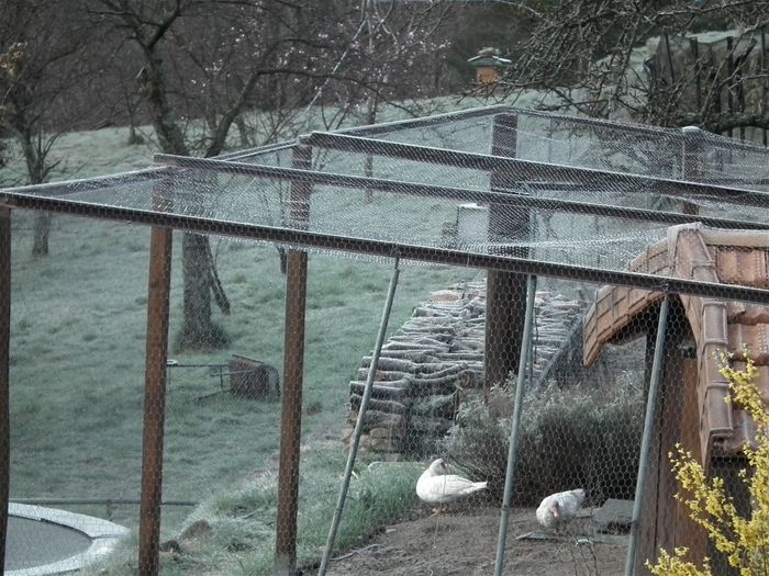 Lors de la première semaine sans avions en mars, et comme le temps était clair, il gelait en fin de nuit. -4°c de record ce matin-là, sur le pêcher dont on voit les fleurs roses en haut de la photo. Pour ce qui concerne la fin de nuit et l'aube, mars et avril ont été plus froids que janvier et février car il n'y avait plus d'avions pour former des serres de cirrus artificiels!