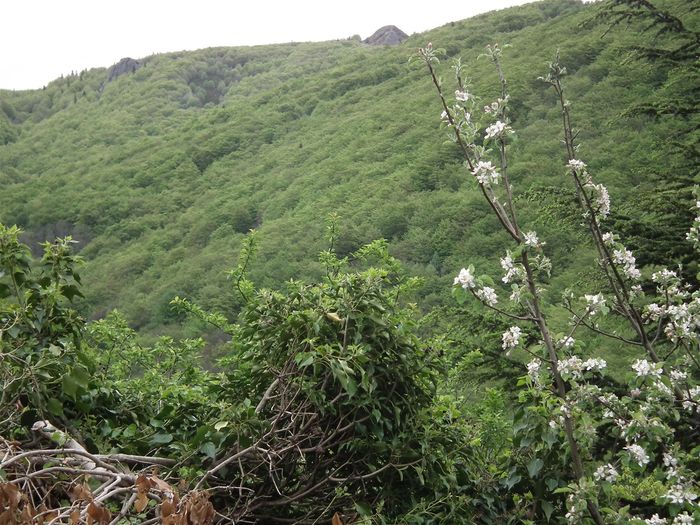 Grossi X3, le 1/5/2020, pour qu'on voit bien que c'est vert jusqu'aux sommets, même si ce vert est récent au dessus de 1200m. A droite, une branche de mon pommier fleuri après les dernière gelées, comme les cerisiers. Par contre pour les prunes et les pêches, c'est mort de froid pour cette année.